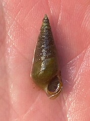 Pleurocera attenuata