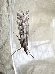 Eudonia angustea