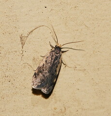 Hoplostega ochroma