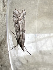 Eudonia angustea