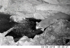 Petaurus norfolcensis