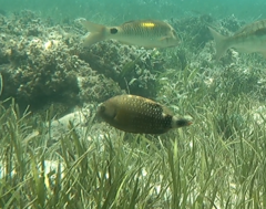 Cheilinus chlorourus