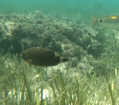 Cheilinus chlorourus