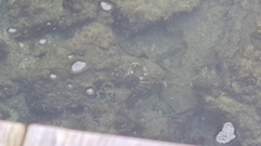 Leptograpsus variegatus