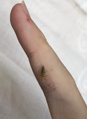 Illeis galbula