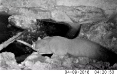 Petaurus norfolcensis