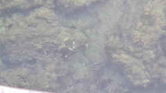 Leptograpsus variegatus