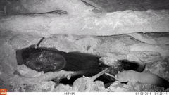 Petaurus norfolcensis