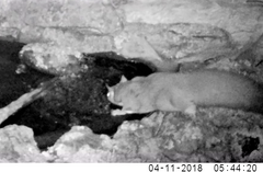 Petaurus norfolcensis