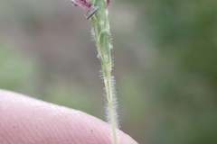 Dichanthium aristatum