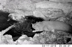 Petaurus norfolcensis