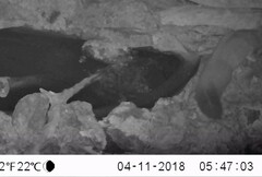 Petaurus norfolcensis