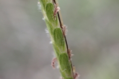 Dichanthium aristatum
