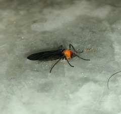 Plecia