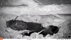 Petaurus norfolcensis