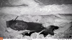 Petaurus norfolcensis