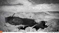 Petaurus norfolcensis