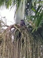 Lopholaimus antarcticus