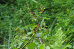 Triumfetta rhomboidea