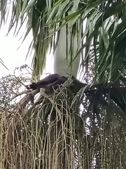 Lopholaimus antarcticus