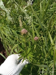 Valeriana officinalis