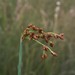 Soft-stemmed Bulrush - Photo (c) Don Sutherland, some rights reserved (CC BY-NC), uploaded by Don Sutherland