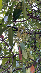 Alstonia scholaris