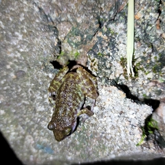 Eleutherodactylus interorbitalis