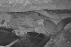 Petaurus norfolcensis