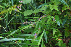 Tadehagi triquetrum