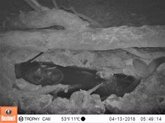 Petaurus norfolcensis