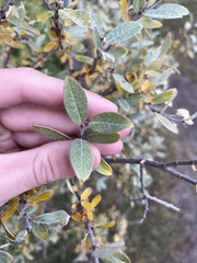 Salix brachycarpa