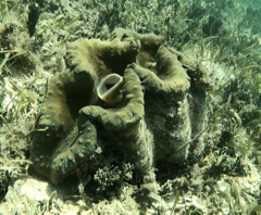Tridacna