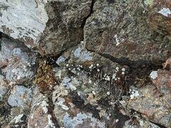 Leucogenes grandiceps