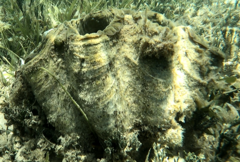 Tridacna