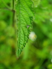 Sphaeniscus