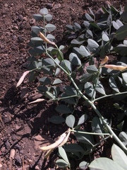 Hosackia crassifolia