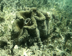 Tridacna