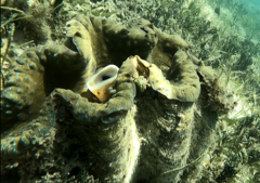 Tridacna