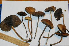 Psilocybe gallaeciae