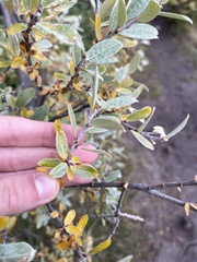 Salix brachycarpa