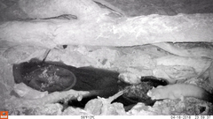 Petaurus norfolcensis