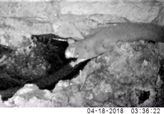 Petaurus norfolcensis