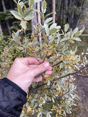 Salix brachycarpa
