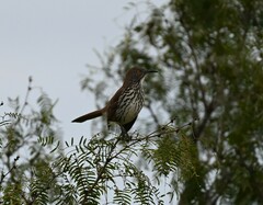 Toxostoma longirostre
