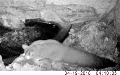 Petaurus norfolcensis