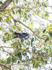 Platycercus adscitus