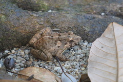 Fejervarya multistriata