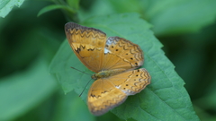 Cirrochroa tyche mithila