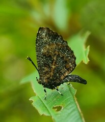 Logania marmorata damis